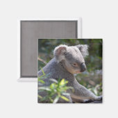 Koala Magnet (Voorkant / Achterkant)