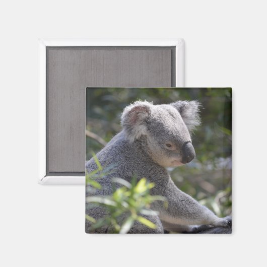 Koala Magnet (Voorkant / Achterkant)