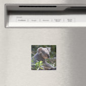 Koala Magnet (Insitu (Vaatwasser))