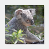 Koala Magnet (Voorkant)