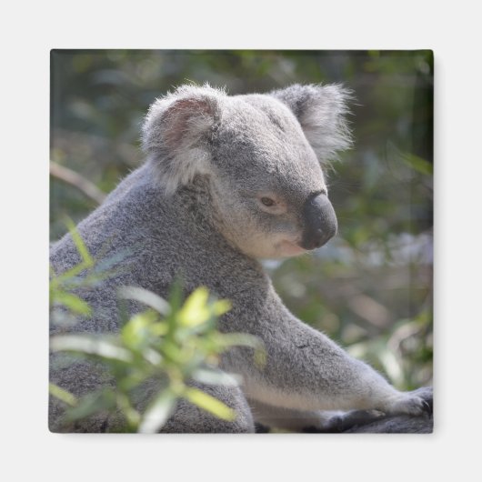 Koala Magnet (Voorkant)