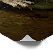 Koala Mam en New Baby Poster (Hoek)