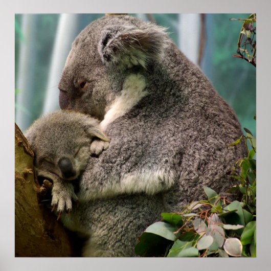 Koala Mam en New Baby Poster (Voorkant)