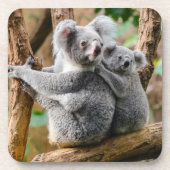 Koala met Baby in een boom in Australië Bier Onderzetter (Voorkant)