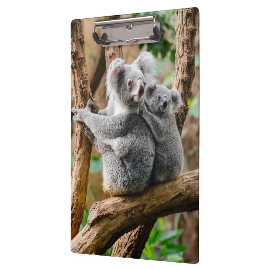 Koala met Baby in een boom in Australië Klembord (Links)
