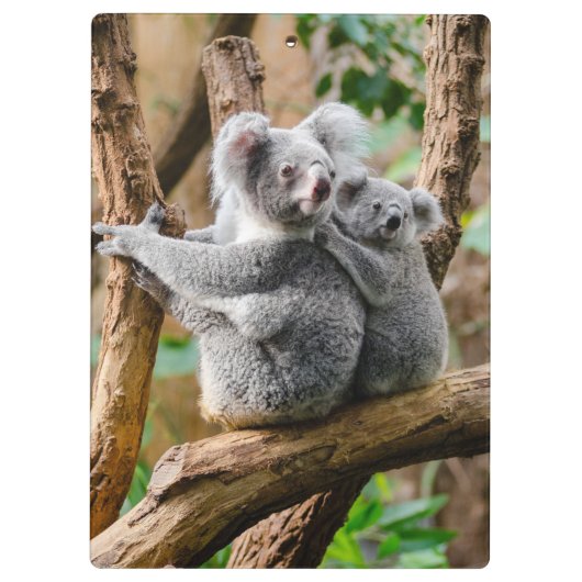Koala met Baby in een boom in Australië Klembord (Achterkant)