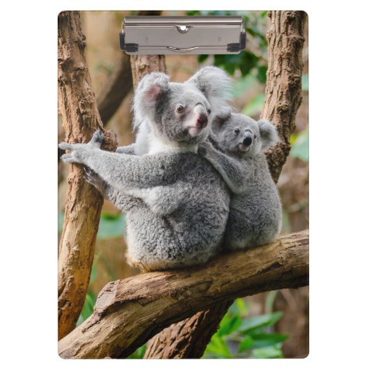 Koala met Baby in een boom in Australië Klembord (Voorkant)