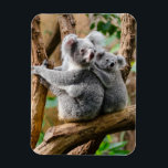 Koala met Baby in een boom in Australië Magneet<br><div class="desc">Volwassen koala beer met kind op zijn rug,  in een boom in Australië.</div>