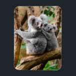 Koala met Baby in een boom in Australië Magneet<br><div class="desc">Volwassen koala beer met kind op zijn rug,  in een boom in Australië.</div>
