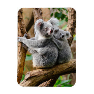 Koala met Baby in een boom in Australië Magneet