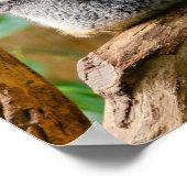 Koala met Baby in een boom in Australië Poster (Hoek)