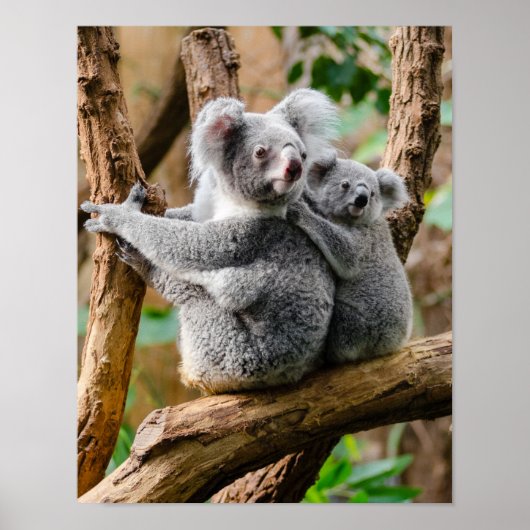Koala met Baby in een boom in Australië Poster (Voorkant)