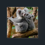 Koala met Baby in een boom in Australië Vierkante Button 5,1 Cm<br><div class="desc">Volwassen koala beer met kind op zijn rug,  in een boom in Australië.</div>