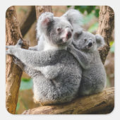 Koala met Baby in een boom in Australië Vierkante Sticker (Voorkant)