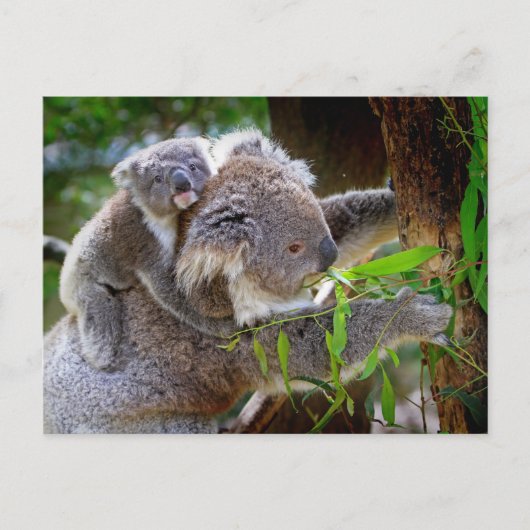 Koala mom and Sound Briefkaart (Voorkant)
