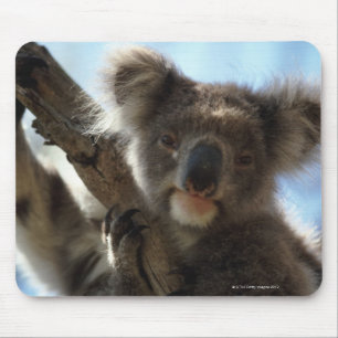 koala muismat