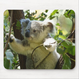 koala muismat