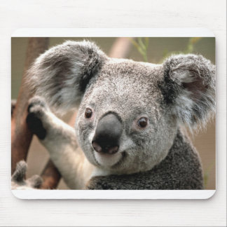 Koala Muismat