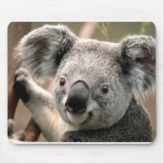 Koala Muismat