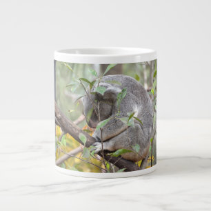 koala naar beneden slapen c grote koffiekop