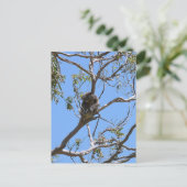 Koala Nap Briefkaart (Staand voorkant)