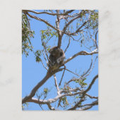 Koala Nap Briefkaart (Voorkant)
