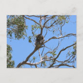 Koala Nap Briefkaart (Voorkant)