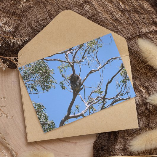 Koala Nap Briefkaart