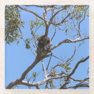 Koala Nap Glazen Onderzetter