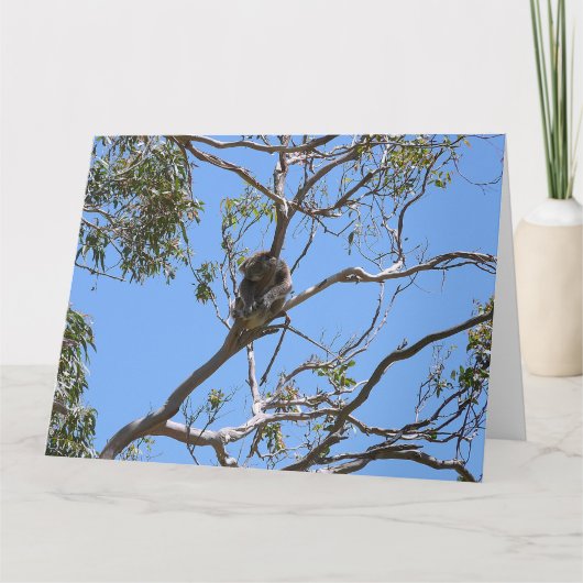 Koala Nap Kaart (Voorkant)