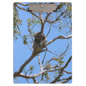 Koala Nap Klembord (Voorkant)