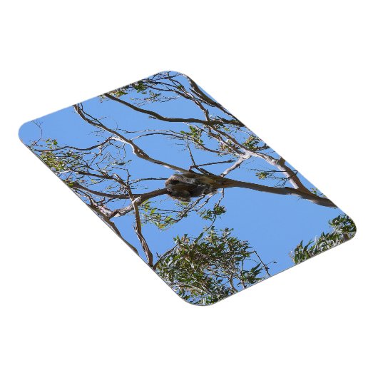 Koala Nap Magneet (Rechterzijde)