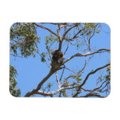 Koala Nap Magneet (Horizontaal)