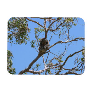 Koala Nap Magneet