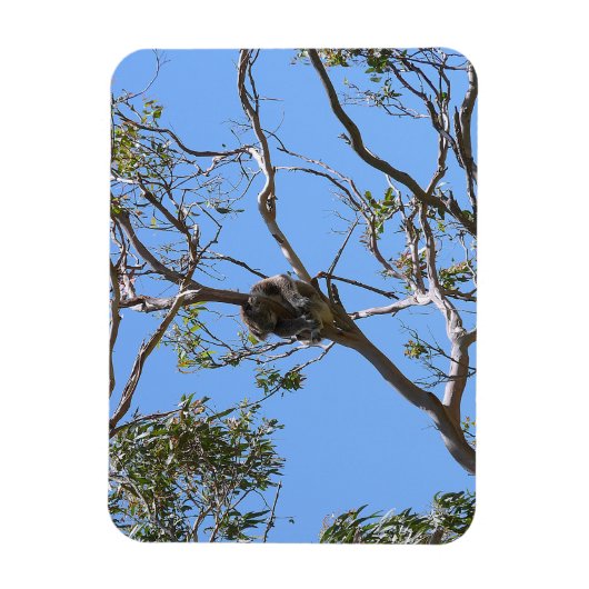 Koala Nap Magneet (Verticaal)