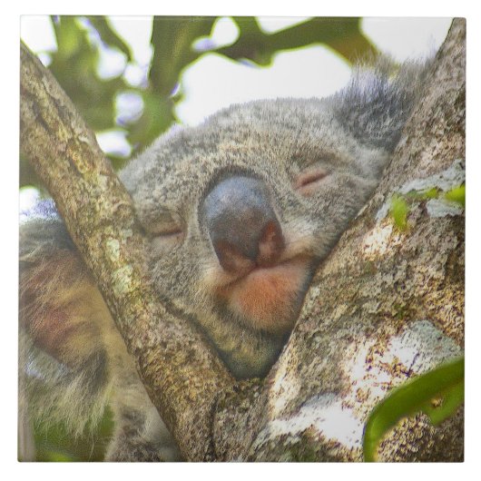 Koala Napping Tegeltje (Voorkant)