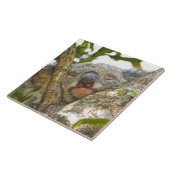 Koala Napping Tegeltje (Zijkant)