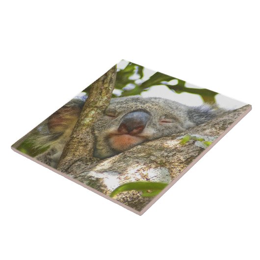 Koala Napping Tegeltje (Zijkant)