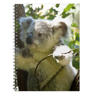 koala notitieboek