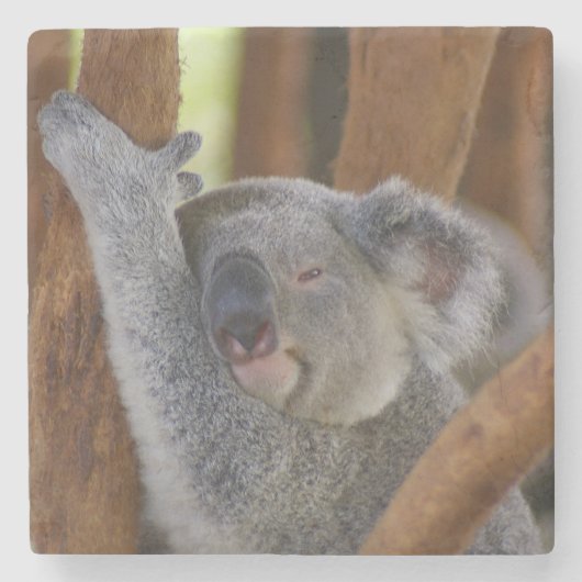 Koala Onderzetter (Voorkant)