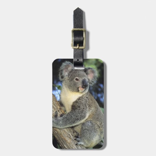 Koala, Phascolarctos cinereus), Australië, Bagagelabel (Voorkant verticaal)
