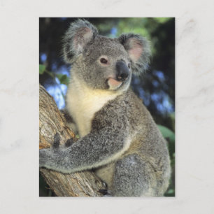 Koala, Phascolarctos cinereus), Australië Briefkaart