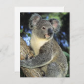 Koala, Phascolarctos cinereus), Australië Briefkaart (Voorkant / Achterkant)