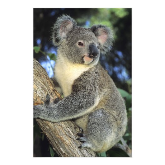 Koala, Phascolarctos cinereus), Australië Foto Afdruk (Voorkant)