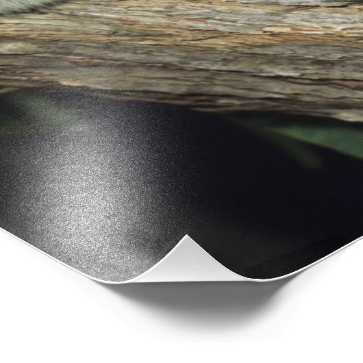 Koala, Phascolarctos cinereus), Australië Foto Afdruk (Hoek)