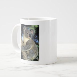 Koala, Phascolarctos cinereus), Australië, Grote Koffiekop