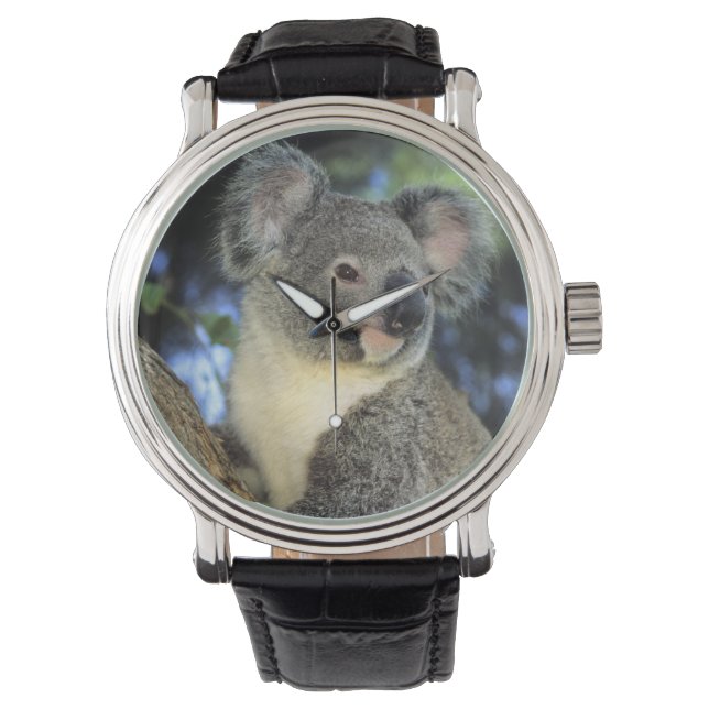 Koala, Phascolarctos cinereus), Australië Horloge (Voorkant)