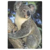 Koala, Phascolarctos cinereus), Australië Klembord (Achterkant)