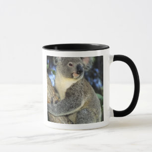 Koala, Phascolarctos cinereus), Australië, Mok