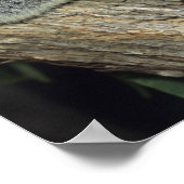 Koala, Phascolarctos cinereus), Australië Poster (Hoek)